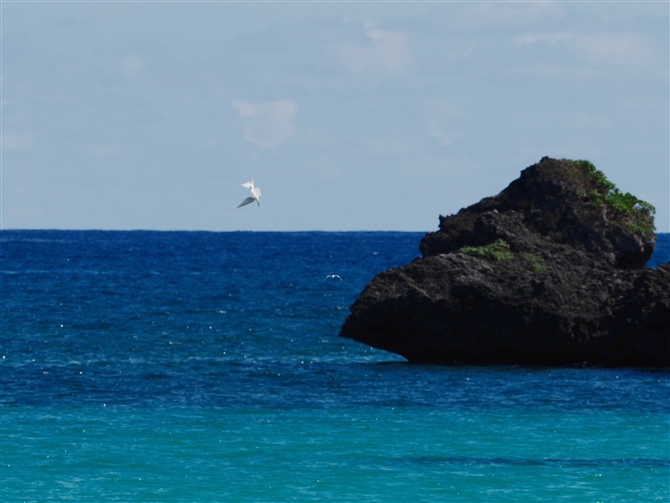 GOAWTV,Black-naped Tern